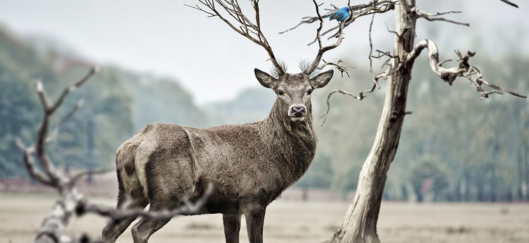 The effect of livestock on the physiological condition of roe deer is modulated by habitat quality